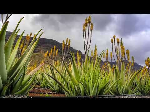 Finca Canarias Aloe Vera, Fataga, Gran Canaria, Spain - S_PHOTO location scouting and management