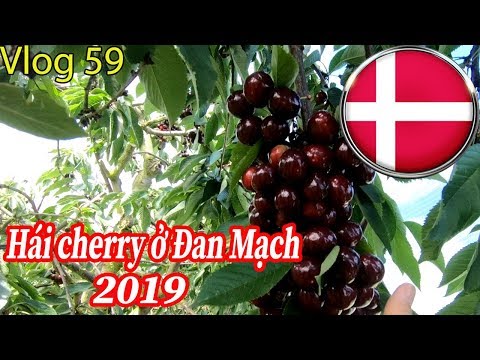 Cuộc sống ở Đan Mạch || Vlog 59 Hái cherry ở Đan Mạch 2019