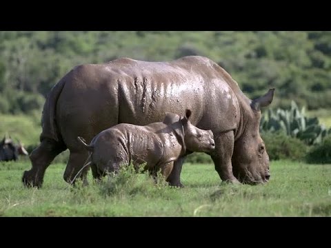 Frivilligt arbejde med dyr - Hands on Big 5 - South Africa
