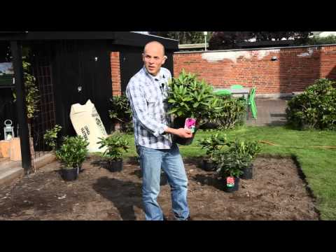 Gode råd før plantning af rhododendronbed