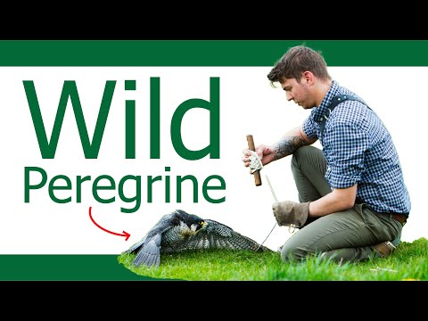 How I Trained a Wild Peregrine