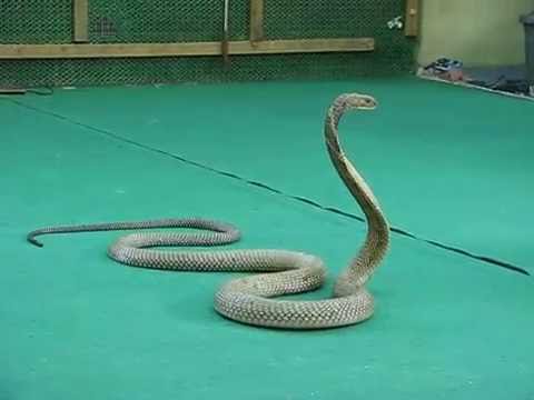 Slange-show på Koh Samui, Thailand